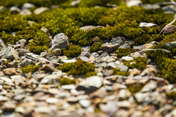 beautiful moss for the background