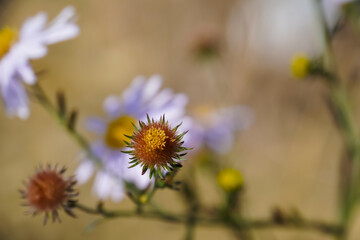 Close-up of a beautiful wild aster flower, showing its vibrant orange-yellow center and delicate purple petals against a softly blurred natural background, capturing nature's charm