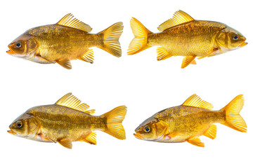 Collection of 4 tench fish In different view isolated on white background PNG