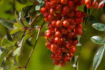 Obraz premium Nandina domestica - Sacred Bamboo winter red berries 