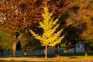 The leaves of the ginkgo trees turn yellow and fall in autumn