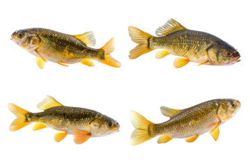 Collection of 4 tench fish In different view isolated on white background PNG