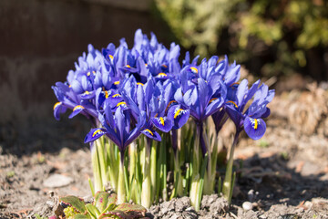 Blue dwarf iris in the garden in spring.