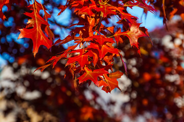 Beautiful autumn natural background with oak leaves. red-orange foliage oak tree close up. fall time season.