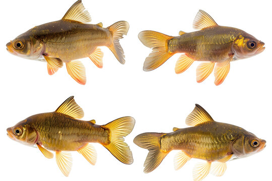Collection of 4 tench fish In different view isolated on white background PNG