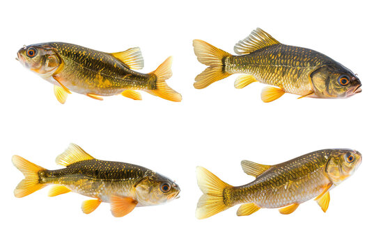 Collection of 4 tench fish In different view isolated on white background PNG