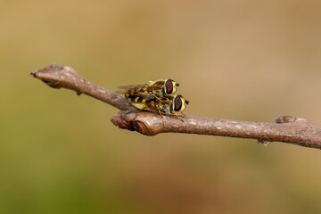 Cute Syrphidae Fly Mating