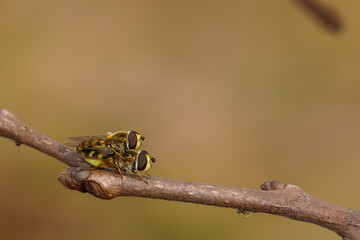 Cute Hoverfly Mating