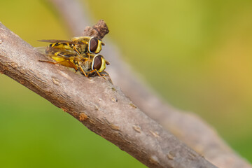 Cute Syrphidae Fly Mating