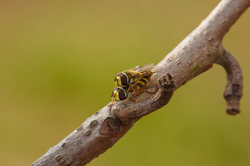 Cute Syrphidae Fly Mating