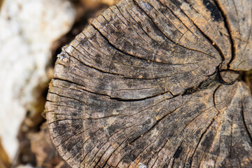 Old rotten wood of a rotten tree. Weathered trees are destroyed. Background or texture. Wood...