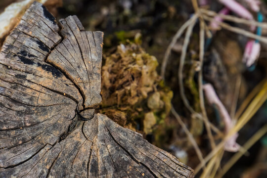 Old rotten wood of a rotten tree. Weathered trees are destroyed. Background or texture. Wood rot-original natural wood texture.