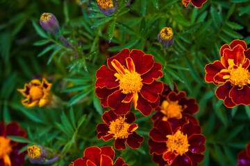 Tagetes. Orange and yellow marigolds flower on a green background.