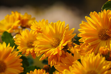 yellow chrysanthemum flowers