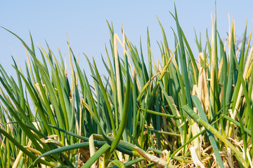 scallions in the garden