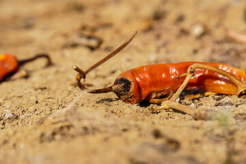 rotten and dry chilies on the ground