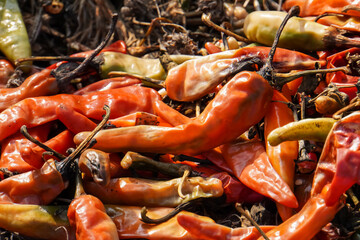 pile of rotten chilies in the garden