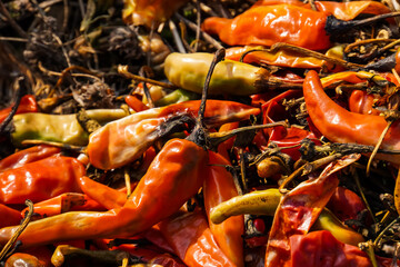 pile of rotten chilies in the garden