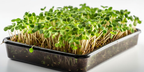 Growing micro green sprouts in container - 766152220