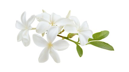 Thai jasmine white flower isolated on white background.This has clipping path. ( Jasmine photo stacked full depth field 