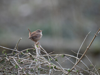 Zaunkönig (Troglodytes troglodytes)