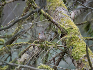 Zaunkönig (Troglodytes troglodytes)