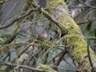 Zaunkönig (Troglodytes troglodytes)