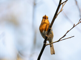 Rotkehlchen (Erithacus rubecula)
