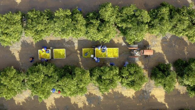 Drone, trees and people are farming for sustainable business, environment with green crops in truck and citrus fruit harvest. Plant, nature and aerial view of agriculture outdoor, agro and eco