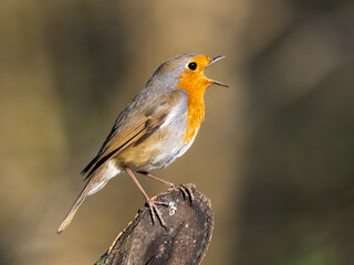 Rotkehlchen (Erithacus rubecula)