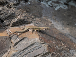 Mauereidechse (Podarcis muralis)