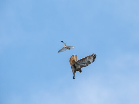 Turmfalke und M&auml;usebussard