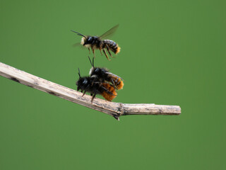 Gehörnte Mauerbiene  (Osmia cornuta)