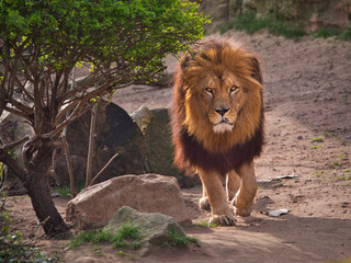 lion with impressive mane walking