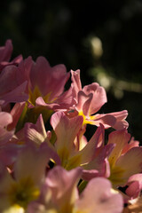 Fototapeta premium Pink flower in the garden in spring.
