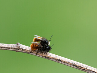 Gehörnte Mauerbiene  (Osmia cornuta)