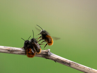 Gehörnte Mauerbiene  (Osmia cornuta)