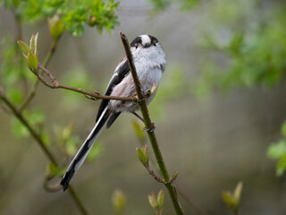 Schwanzmeise (Aegithalos caudatus)