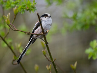 Schwanzmeise (Aegithalos caudatus)