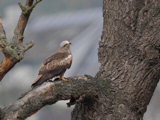Schwarzmilan oder Schwarzer Milan (Milvus migrans)