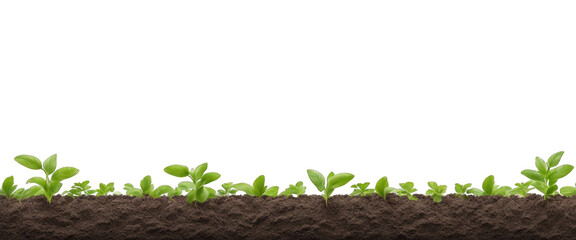 realistic soil and plants row isolated on white background