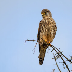 Turmfalke (Falco tinnunculus)