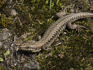 Mauereidechse (Podarcis muralis)