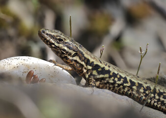 Mauereidechse (Podarcis muralis)