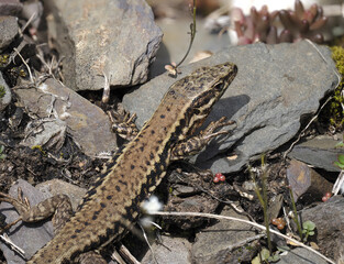 Mauereidechse (Podarcis muralis)