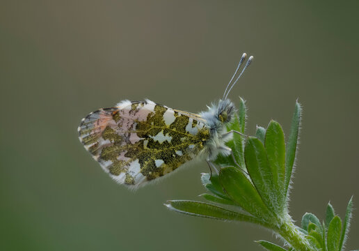 Aurorafalter (Anthocharis cardamines) 