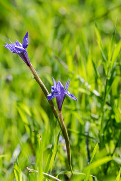 Spring iris (Moraea sisyrinchium) grows in a meadow