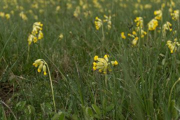 Field of yellow Cowslip flowers or primula veris.