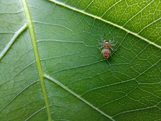 jumping spider closeup on green leave