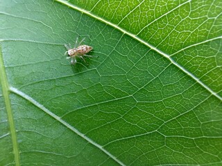 jumping spider closeup on green leave